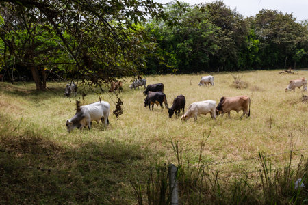 Herd of cows grazing in the meadow in the countryside.の写真素材