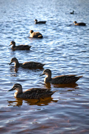 Ducksの写真素材