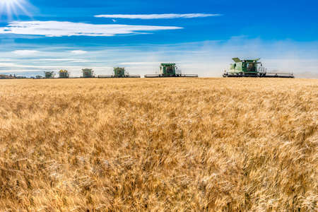 Wymark, SK- Sept 8, 2020:  Multiple combines harvesting wheat in a field at sunset in Wymark, Saskatchewanのeditorial素材