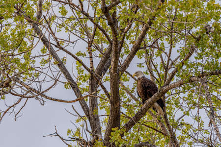 A bald eagle in a tree on the prairies in Saskatchewan, Canada