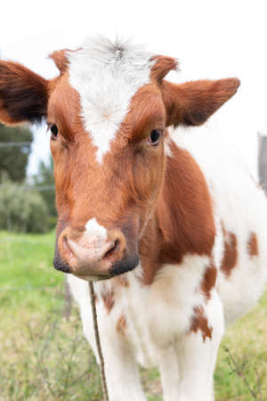 White cow with brown spots vertically looking at the camera Latin farm conceptの写真素材