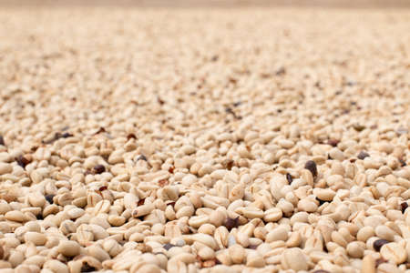 Unroasted green coffee bean base. Fresh, raw and green coffee. Sun-dried coffee.