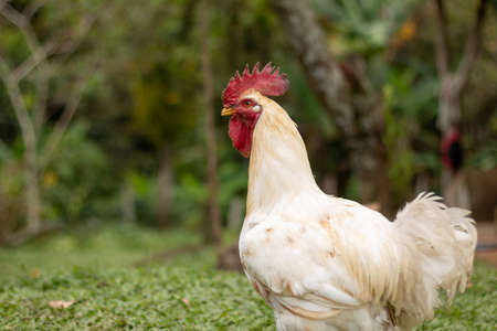 Big white rooster in the green savannah. Big red rooster crest. Rooster about to crow. Alpha male of...