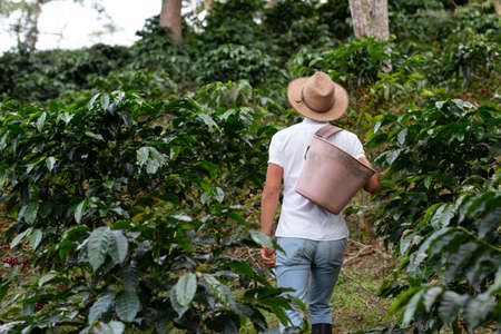 Coffee farmer walking through the coffee plantation. Coffee plants. Man wearing peasant hat.の写真素材