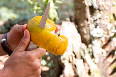 Hands peeling orange with knife. Nature background.の写真素材