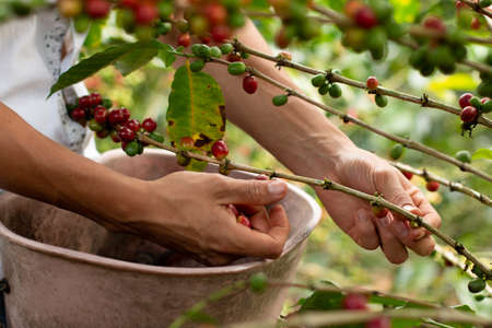 Mans hands harvesting ripe coffee. Red coffee, ripe and ready to harvest. Coffee tree branches.の写真素材