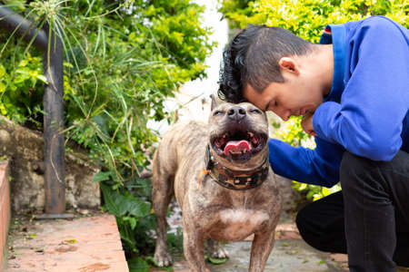 Latin dog and man showing their love for each other. Mans best friend. Tender and smiling Pitbull.の写真素材