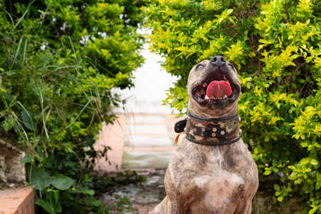 Beautiful pitbull isolated in green bushes wearing camouflage collar. dog looking up.の写真素材