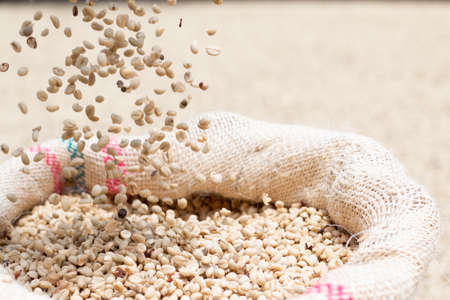 Coffee beans falling on the inside of a sack of fique. A lot of coffee beans.の写真素材