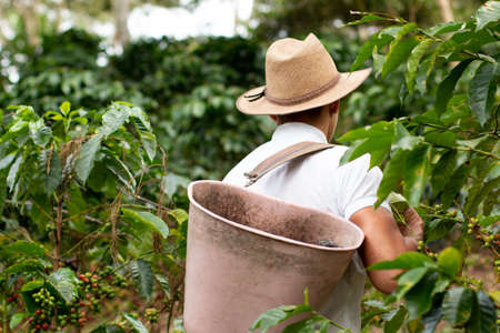 Coffee farmer carrying basket on his back after coffee harvest. Coffee worker. Rear view of farmer walking among coffee plants.の写真素材