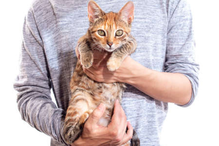 Cat in arms of a man, isolated on white background. Tabby cat in orange color. Beautiful furry cat looking forward.の写真素材
