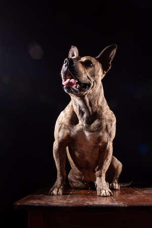 brindle pitbul dog sitting with tongue out, isolated black background. muscular and defined pitbull dogの写真素材