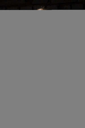 Young beautiful girl in sports underwear isolated on gray background