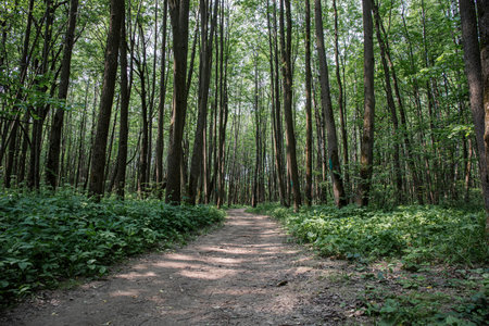 A large path in the summer forestの写真素材