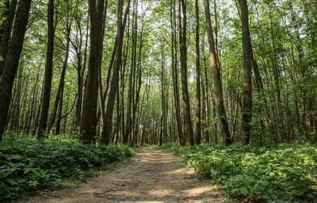 A large path in the summer forestの写真素材
