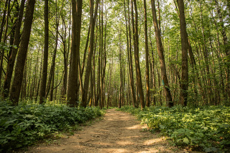 A large path in the summer forestの写真素材