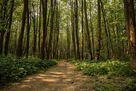 A large path in the summer forestの写真素材