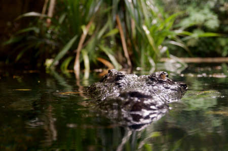 Estuarine crocodile peeking out of the waterの写真素材