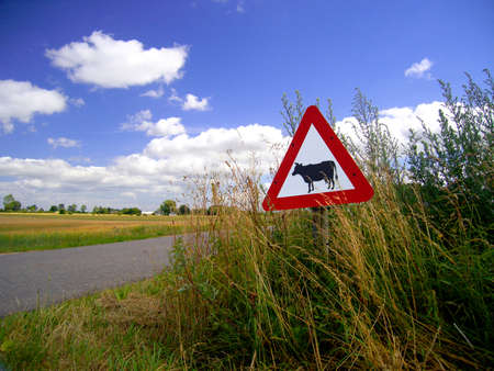 Cow crossingの写真素材