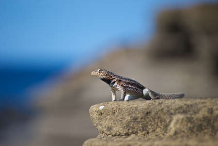 Galapagos Lava Lizardの写真素材