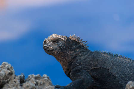 Marine Iguana (Amblyrhynchus cristatus) sitting on lava rock