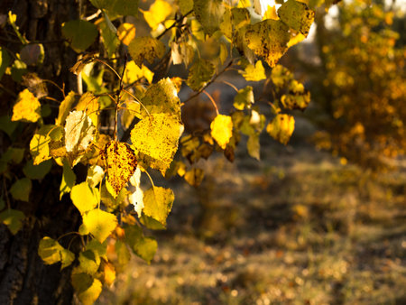 Bright autumn leaves with beautiful shades of goldのeditorial素材