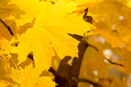 Bright autumn leaves with beautiful shades of goldのeditorial素材