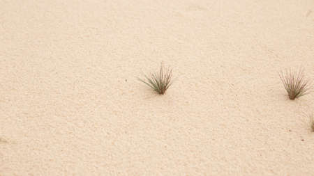 Sparse and sparse vegetation on the fine and dry sand of the dunes