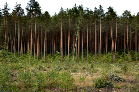 Beautiful and ecologically clean forest with tall trees