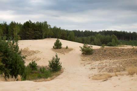 Sand dunes and forest under the autumn sky, sand and bright cloudsの写真素材