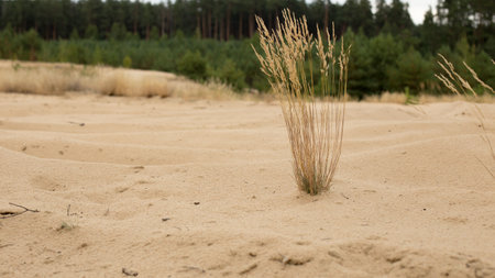 Sand dunes under a bright autumn skyの写真素材