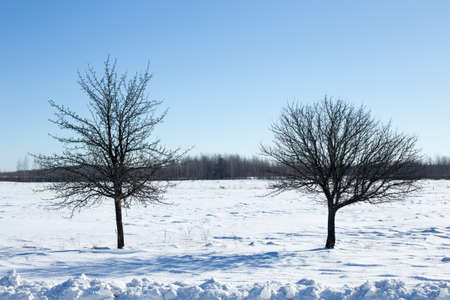 Winter landscape, blue skies and sparkling snowの写真素材