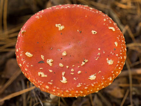 Harvesting forest mushrooms from ecologically clean placesの写真素材