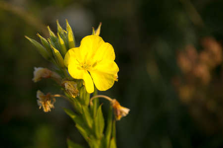 Bright summer flowers in early morning sunlightの写真素材