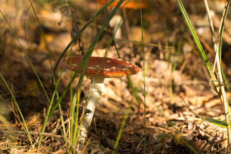 Cute penny bun mushroom is growing in the grass. The beautiful small brown cap of a cep is in the...