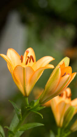Spring flowers early in the morning under the gentle rays of the rising sun, dew and freshness of a vigorous morningの写真素材