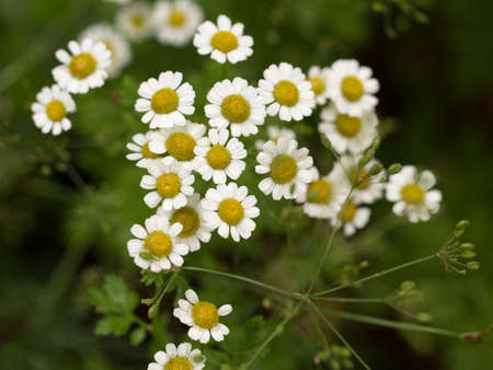 Summer flowers on a spacious meadow in the morning in the light of a bright and gentle sunの写真素材
