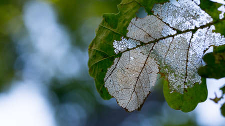 Damaged oak leaves, the intact skeleton of the leaf plate forms a unique patternの写真素材