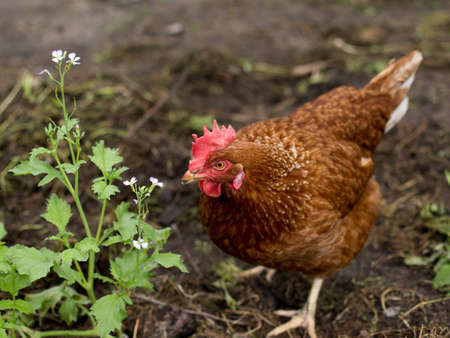 Homemade chicken with beautiful feathers. Livestock breeding and farm developmentの写真素材