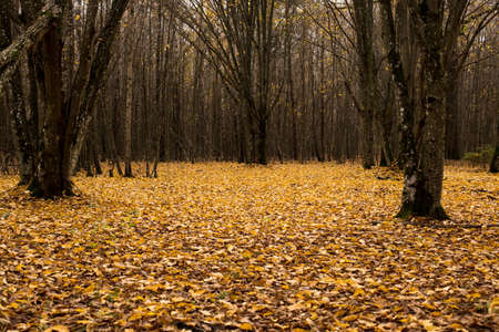 Autumn forest, bright and unique, the magic of color and ringing silence