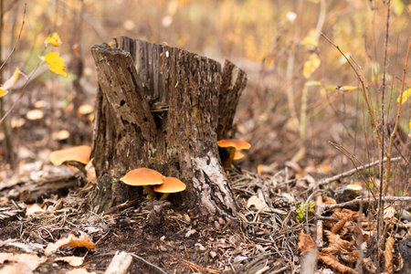Mushrooms on fallen leaves in the autumn forest, the magic of life in nature