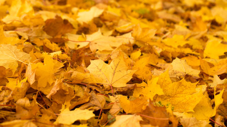 Bright leaves in the fall in red and gold tones