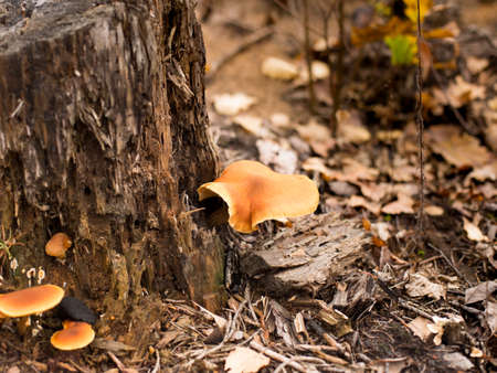 Autumn mushrooms on fallen leaves in the forestの写真素材