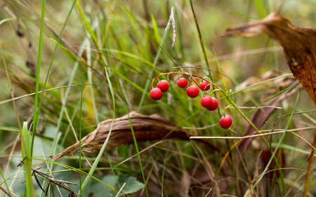 Red and beautiful lily of the valley berries in the autumn forestの写真素材
