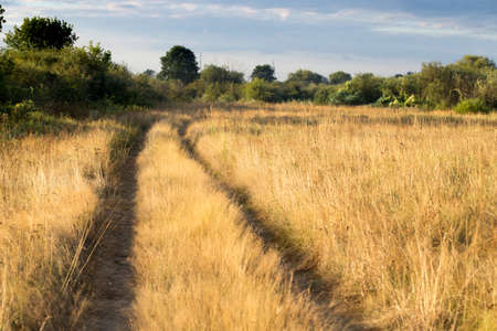 Autumn grass in the field, landscape in yellow tones