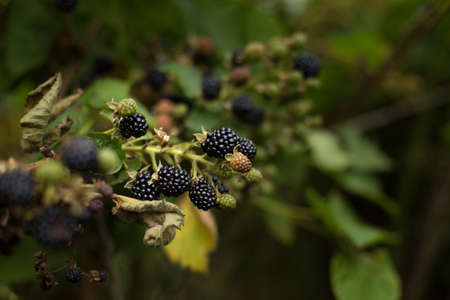 Blackberries are a very tasty and healthy berry. Excellent and delicate tasteの写真素材