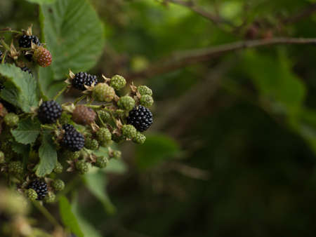 Blackberry with beneficial and healing properties for the whole bodyの写真素材