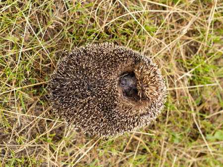 Wild hedgehog on green grass, cute and interesting animalの写真素材