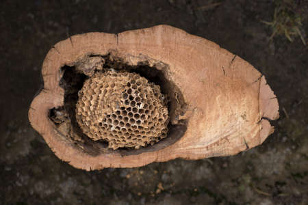 Colony of dangerous hornets inside the trunk of an old tree