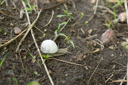 Snails in an early spring morning, beautiful molluscs looking for foodの写真素材
